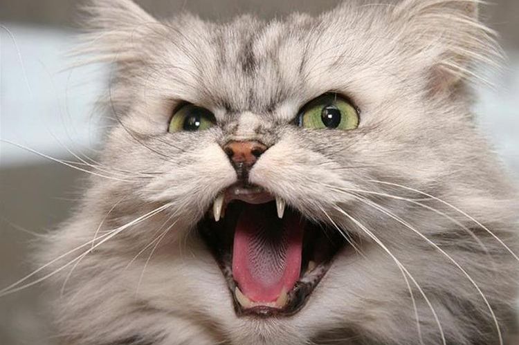 El gato bufa