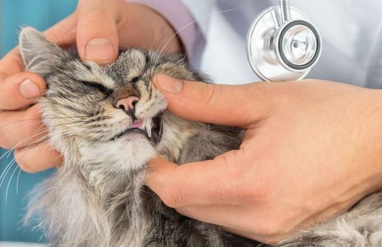 Examen de la cavidad oral del gato por parte del veterinario.