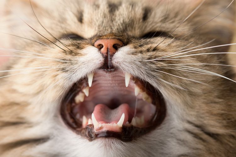 Gato con la boca abierta