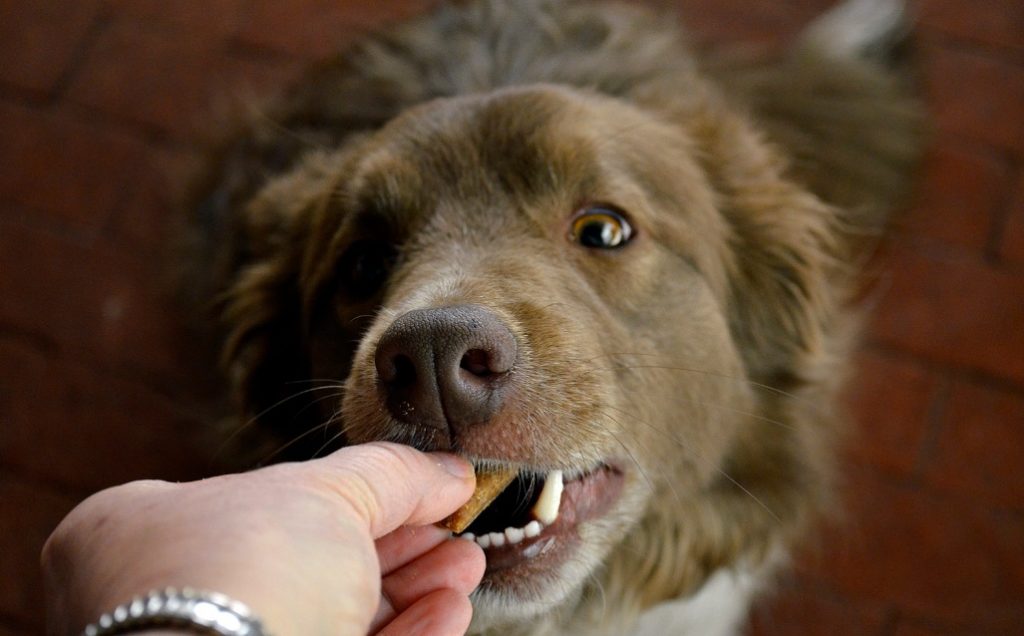 El perro come el alimento de las manos