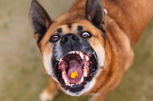 El perro come comida para gatos