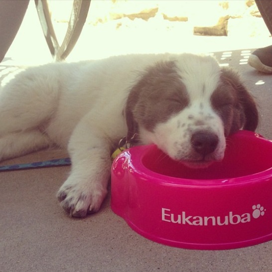 El perro y el pienso Eukanuba