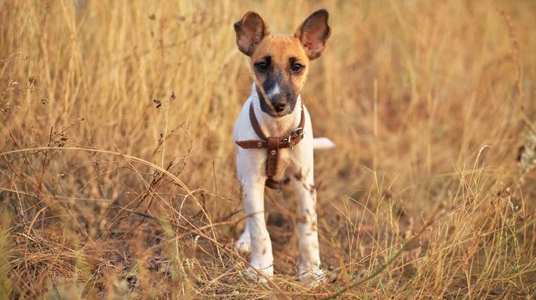 Fox Terrier