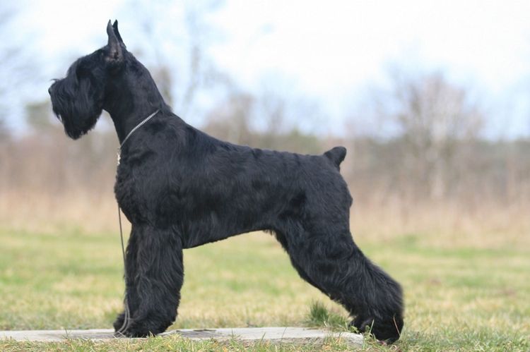 Riesenschnauzer