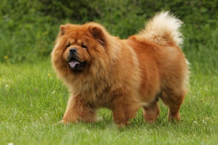 Chow Chow