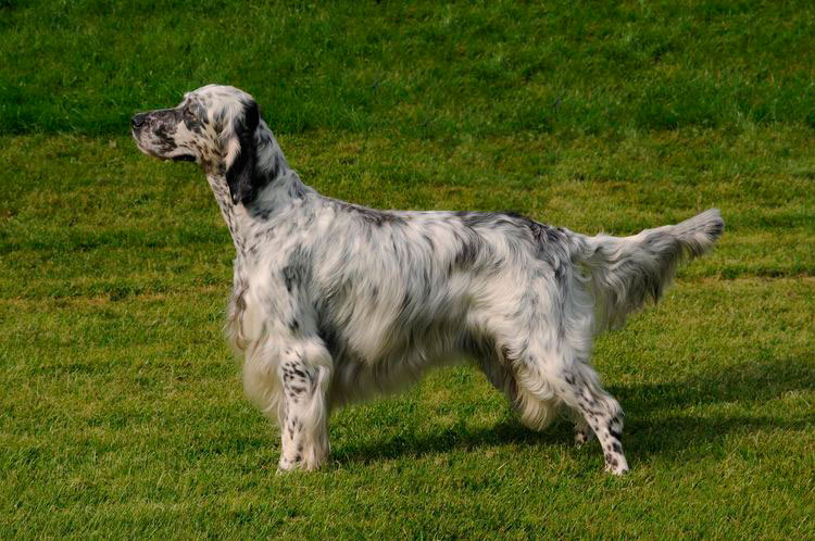 Setter inglés