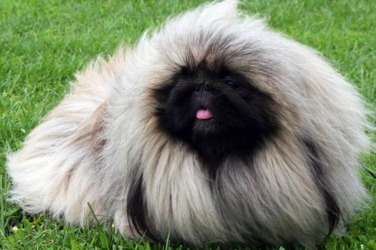 Pekinés