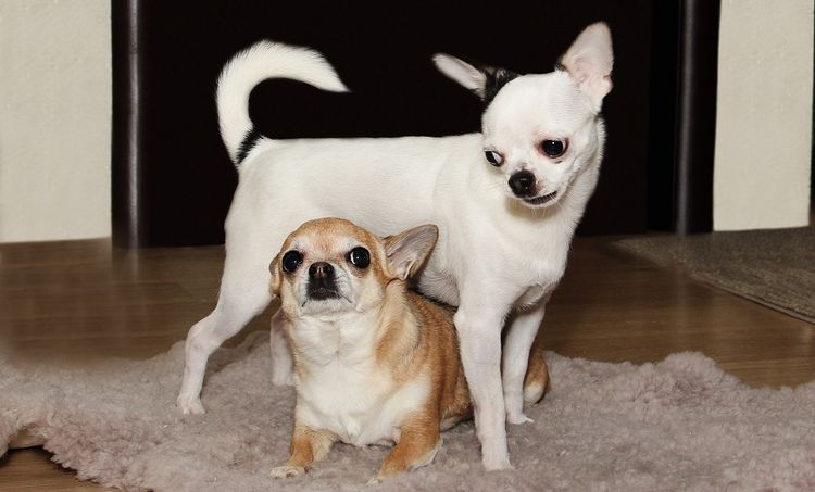 Chihuahua