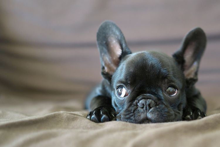 Bulldog francés