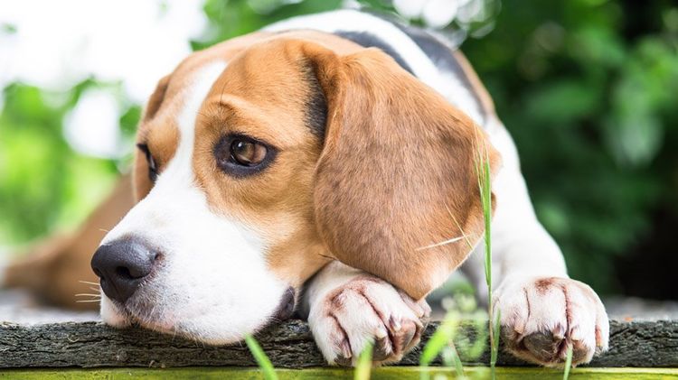 Beagle
