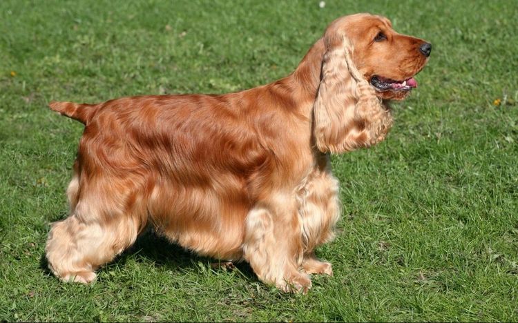 Cocker Spaniel Americano