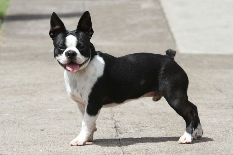 Boston terrier