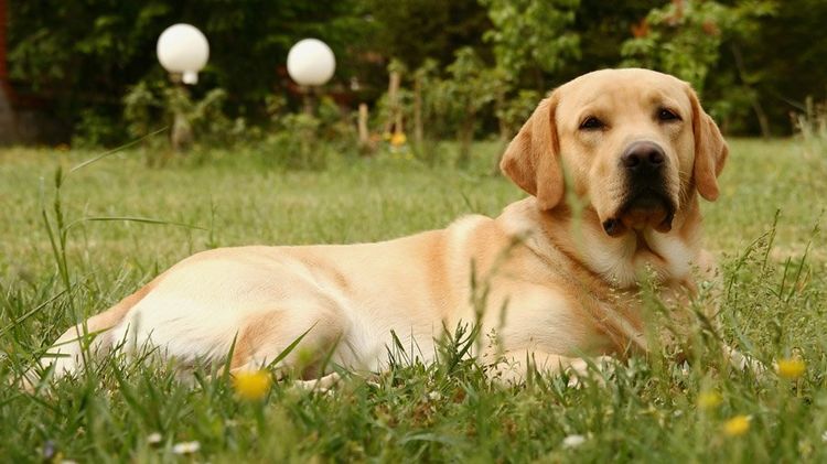 Labradores
