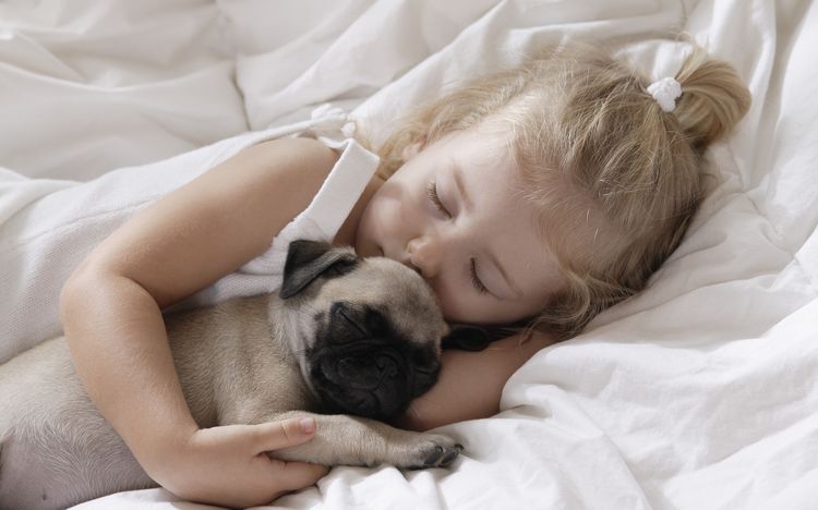 Pug