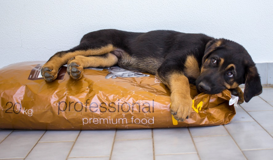 Adecuación del alimento para perros según su edad