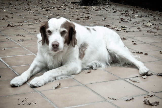 Perro muy anciano