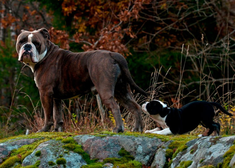 raza de perro Bulldog Inglés Antiguo (recreado)