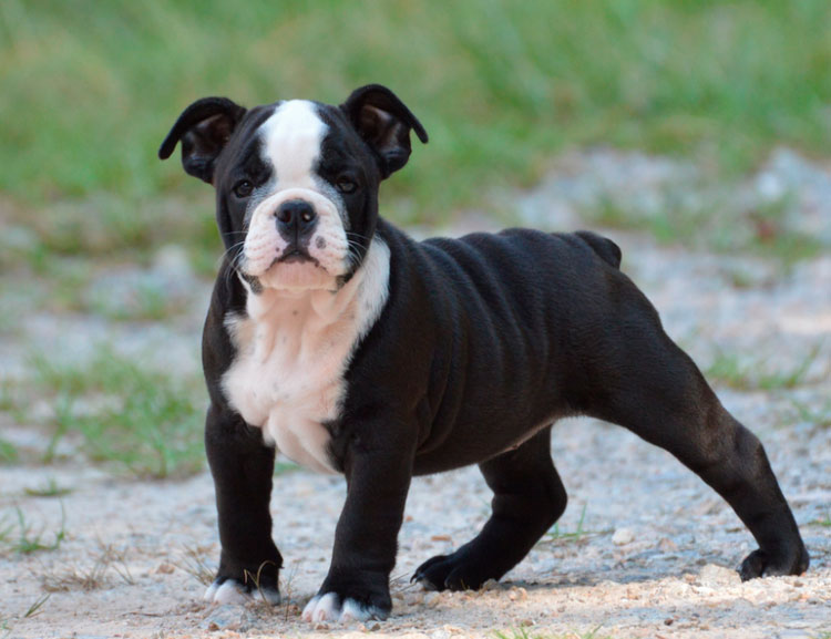 Cachorro de Bulldog Antiguo Inglés (recreado)