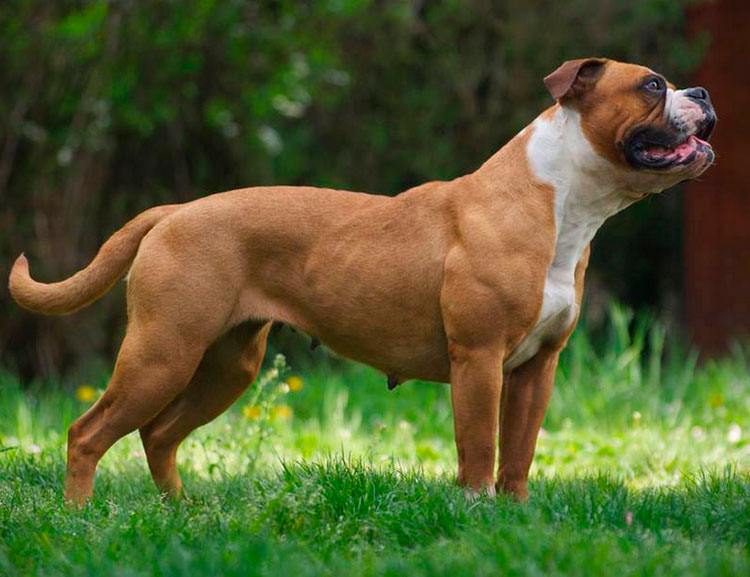 Foto del Old English Bulldog (recreado)