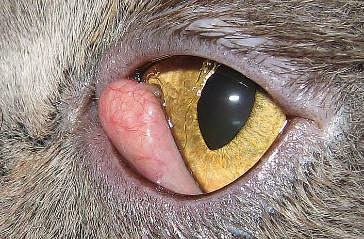 Drittes Augenlid beim Kater