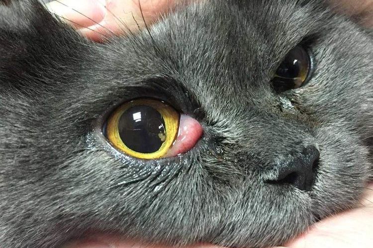 Drittes Augenlid bei der Katze