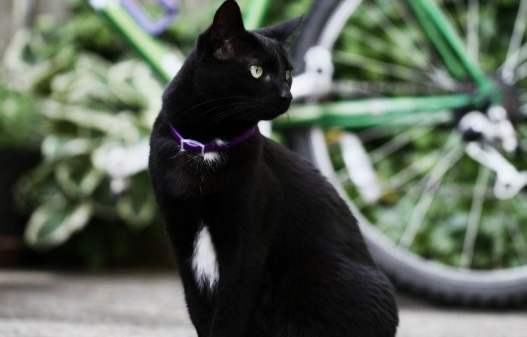 Schwarze Katze mit Flohhalsband