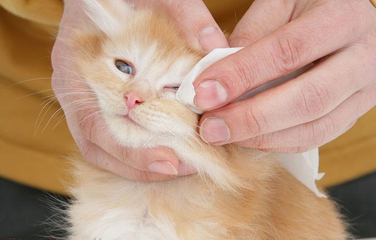 Der Katze werden die Augen mit einem Wattepad abgewischt.