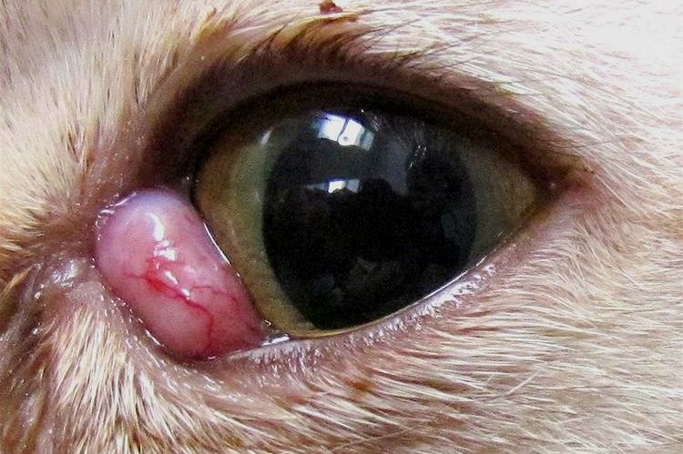 Adenom des dritten Augenlids bei einer Katze