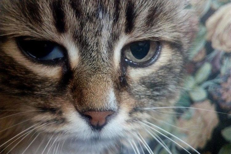 Prolaps der Nickhaut bei Katzen