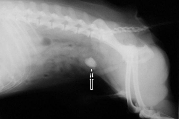 Radiografía de un gato con urolitiasis
