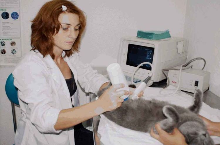 Ecografía al gato