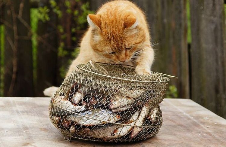El gato y el pescado