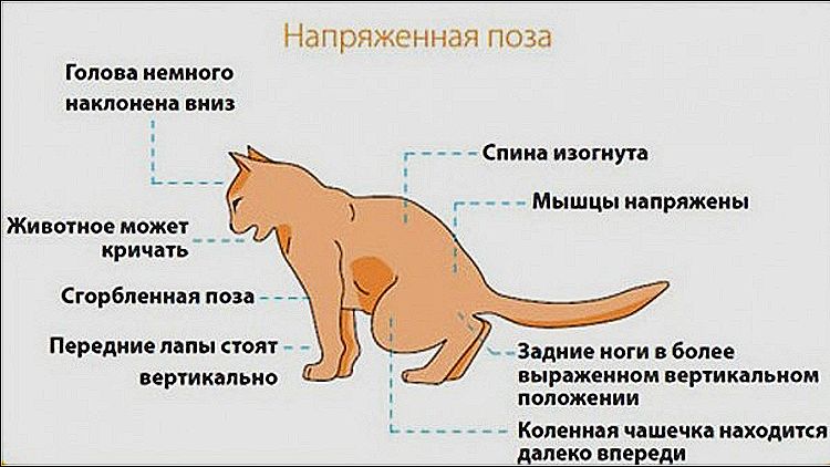 Problemas de micción en el gato