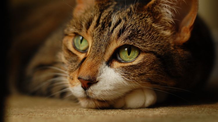 Gato triste