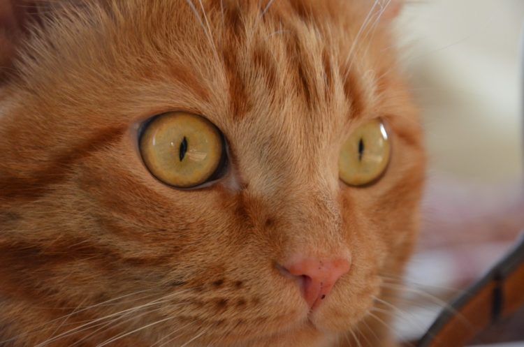 Gato naranja