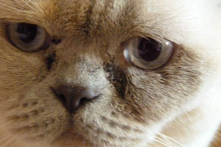 Secreciones oculares en el gato