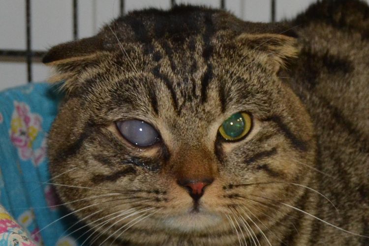 Glaucoma en el gato