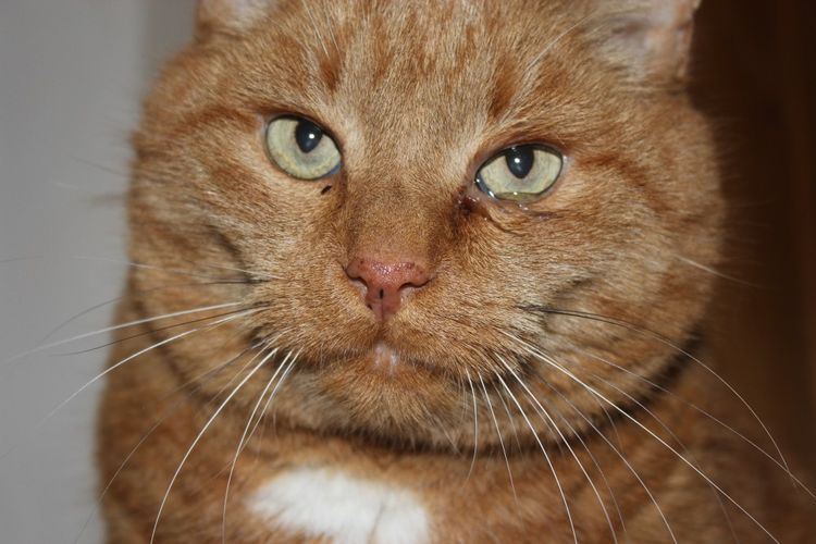 Secreciones marrones en los ojos del gato