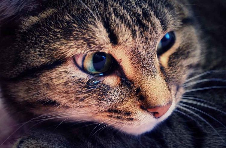Secreciones oculares en gatos
