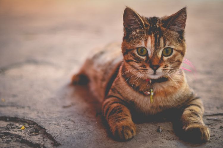 El gato está acostado