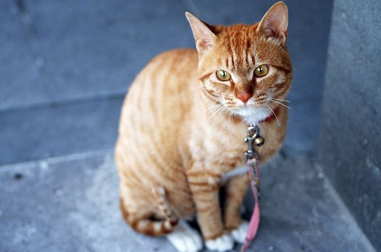 Gato triste con correa