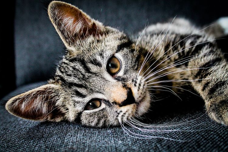 Leucocitos elevados en el gato