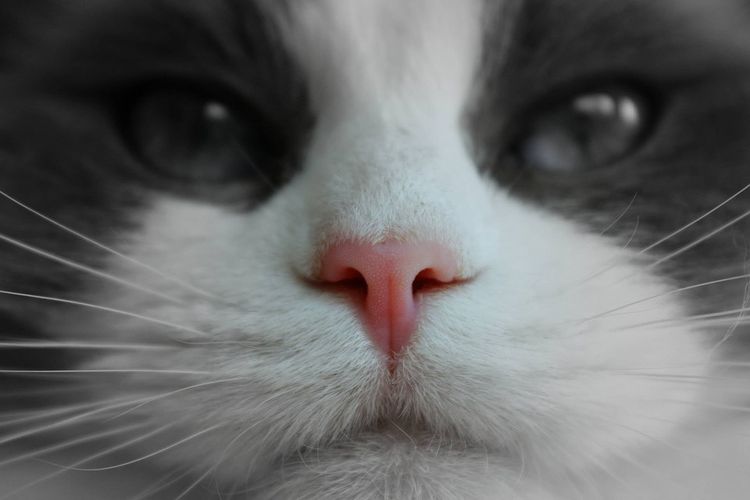 Nariz rosada en un gato