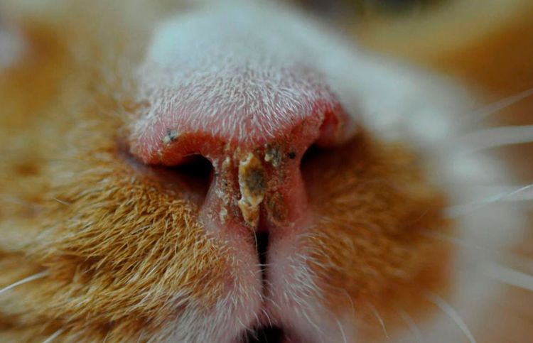 Signo de rinitis en el gato