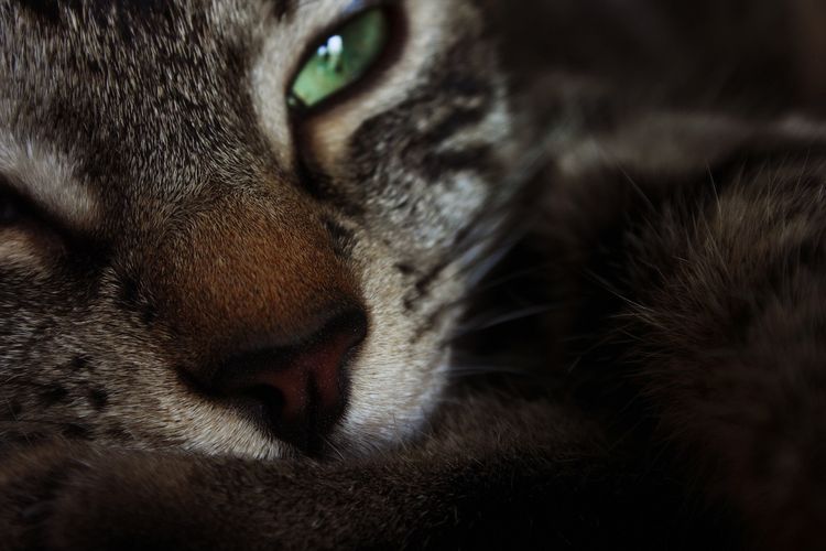 Hocico de gato