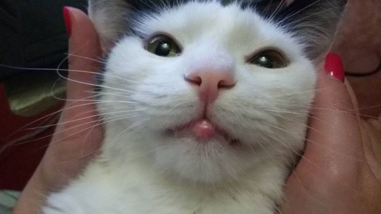 Hinchazón en el labio inferior del gato
