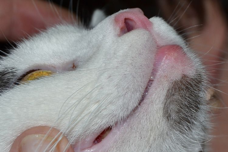 Hinchazón en el labio inferior del gato