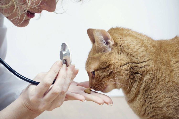 Gato en el veterinario