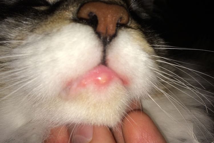 Hinchazón en el labio inferior del gato