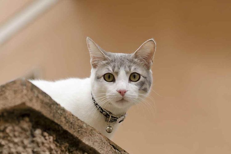El gato se ha subido alto